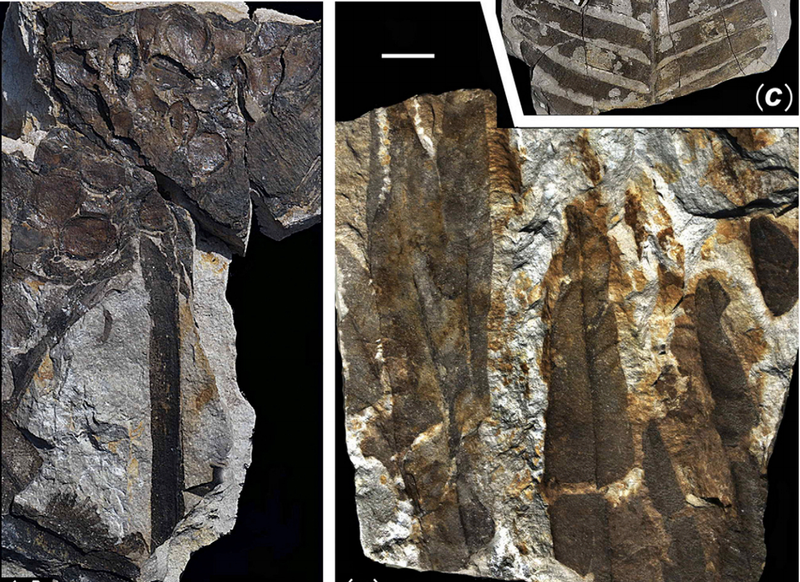 Illustration for article titled First Photos of China's 298-Million-Year-Old Buried Forest